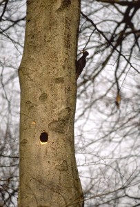 Typisches hochrundes Einflugloch einer neu gezimmerten Nisthöhle in einer Rotbuche