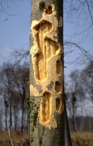 Typische großflächige, oft rechteckige Hackspuren des Schwarzspechtes