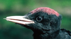 Männlicher Jungspecht