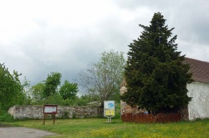 Die auf etwa 1400 Jahre geschätzte Eibe von Henryków (Katholisch Hennersdorf/Niederschlesien) galt bis 1945 als ältester Baum Deutschlands. Heute gilt sie als ältester Baum Polens.