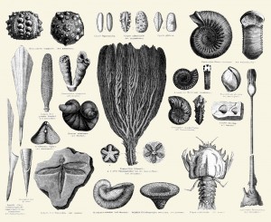 InvertebrateJurassicfossils