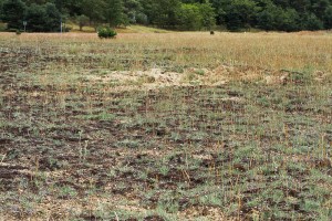 Sand-Magerrasen mit Blauschillergras, Moosen und offenen Bodenanrissen im Sandgebiet bei Darmstadt.
