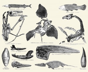 VertebrateJurassicfossils